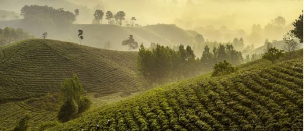 tea是什么意思翻译