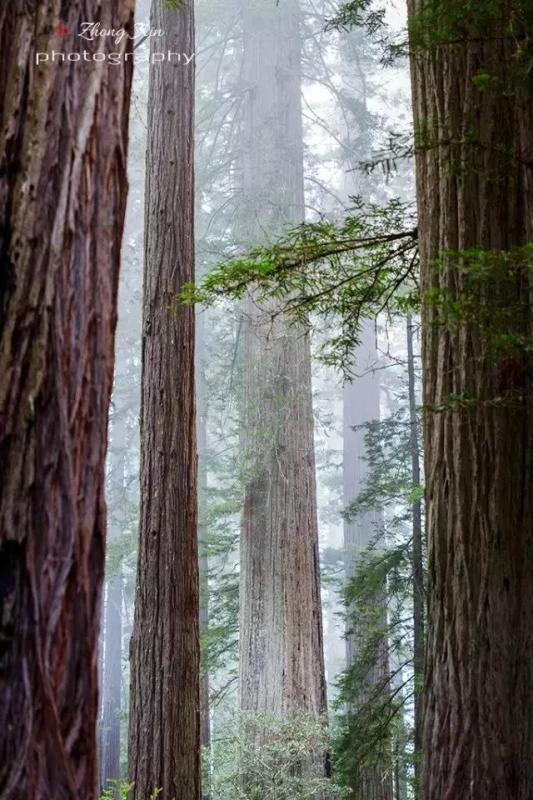 世界第二大树图片
