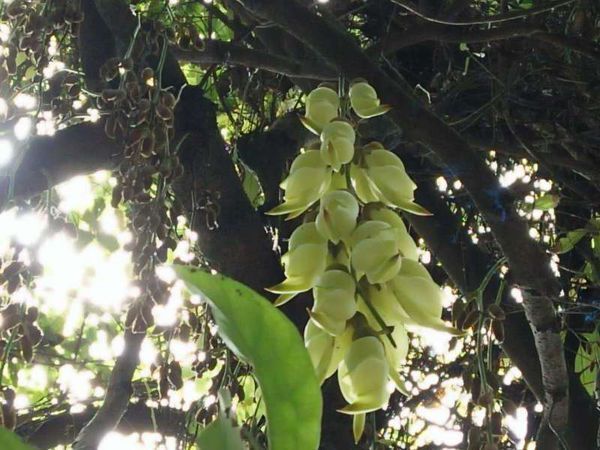 27 白花油麻藤(mucuna birdwoodiana tutcher),蝶形花科黎豆属,又名禾
