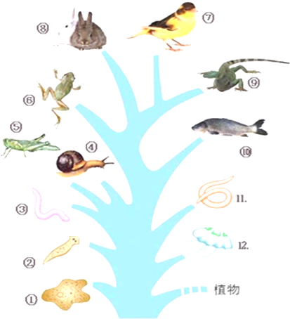 如图是动物进化系统树,据图回答:(1)最古老,最原始,结构简单的动物类