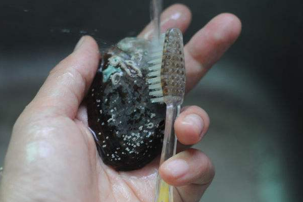 2,把鲍鱼肉分离出来.用小刀将内脏切掉.