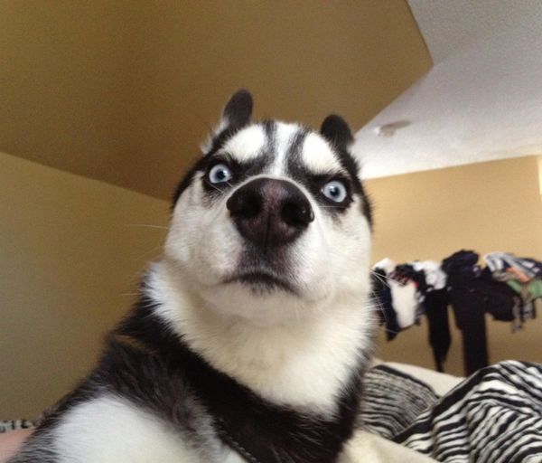 有人有右下角这个狗的头像的原图吗.