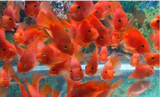 8米的鱼缸现在养了30条鹦鹉鱼,我想在买20条放一块养可以吗?