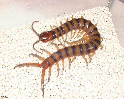 蜈蚣和百脚有什么区别