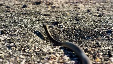 [图]Iguana vs Snakes - Planet Earth II