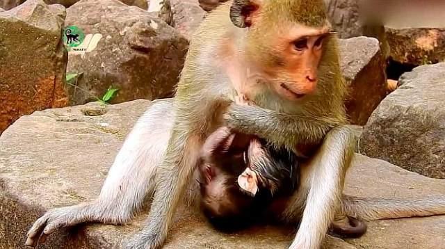 年轻的母猴初次分娩,为何这么紧张?紧紧地抱住幼崽