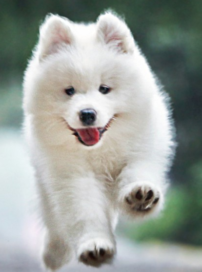 什么狗狗最可爱最忠诚