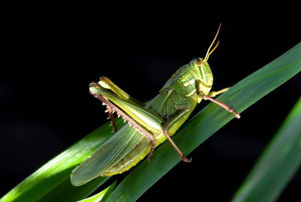 有一种小虫"蜢子",哪位朋友知道它的学名叫什么?谢谢