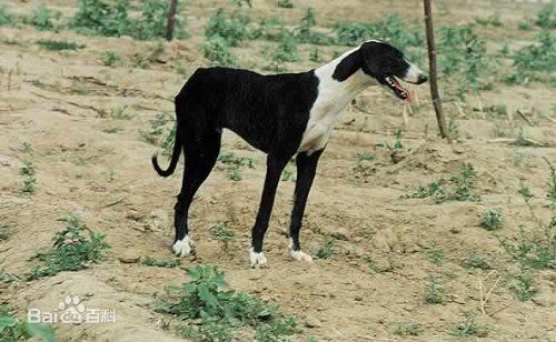 全身黑毛发亮尾巴细长比较瘦是什么狗