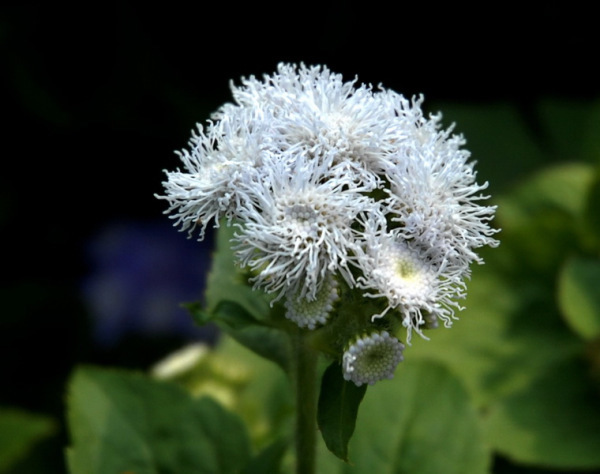 白花臭草的图片