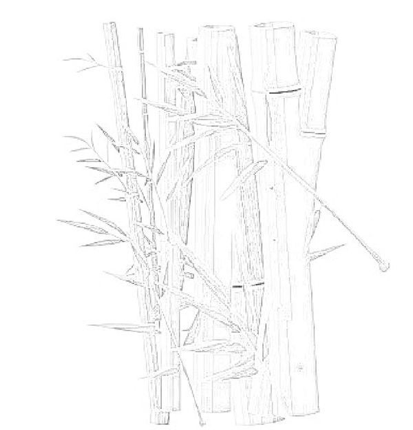 谁能给我发一个毛笔画的竹子画