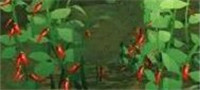 创造与魔法辣椒获取方法 辣椒作用解析