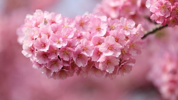 (名词) pink用作名词的意思是"粉红色",其前一般不加冠词.