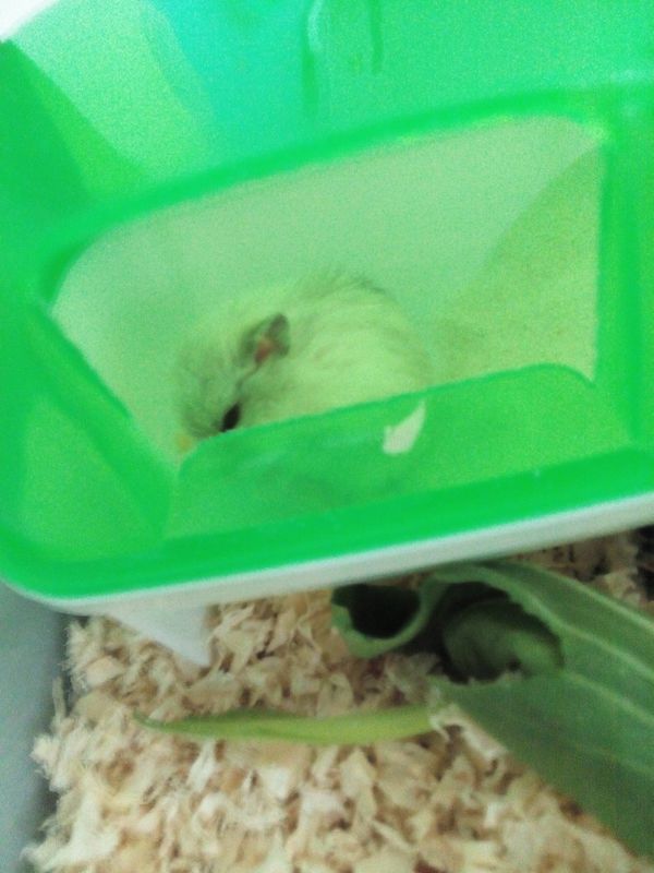 仓鼠的毛怎么回事