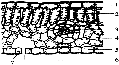 如图为植物叶片纵切图,请据图回答问题(1)1,5属于保护组织,2,4应属于