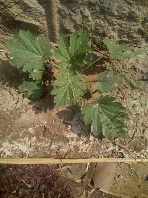 学名leonurus artemisia 全草入药,广泛用于治妇女闭经,痛经,月经不