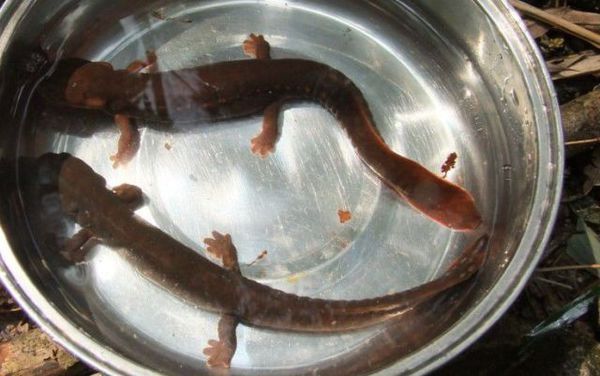 请问有尾部一对脚像鱼又像泥鳅黄鳝的鱼类叫什么鱼