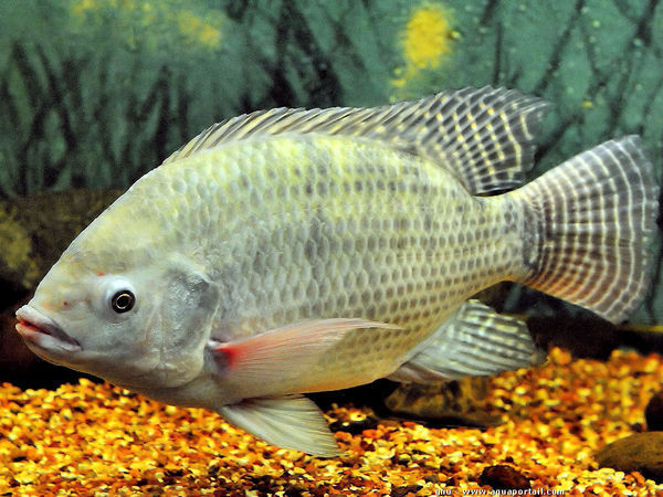 慈鲷科 (丽鱼科)   cichlidae        口孵非鲫属       oreochromis