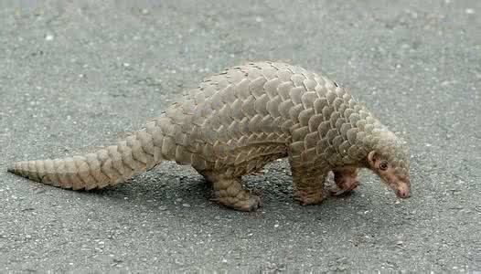 土里钻的动物有什么