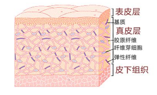 怎么判断是否皮肤伤到真皮层