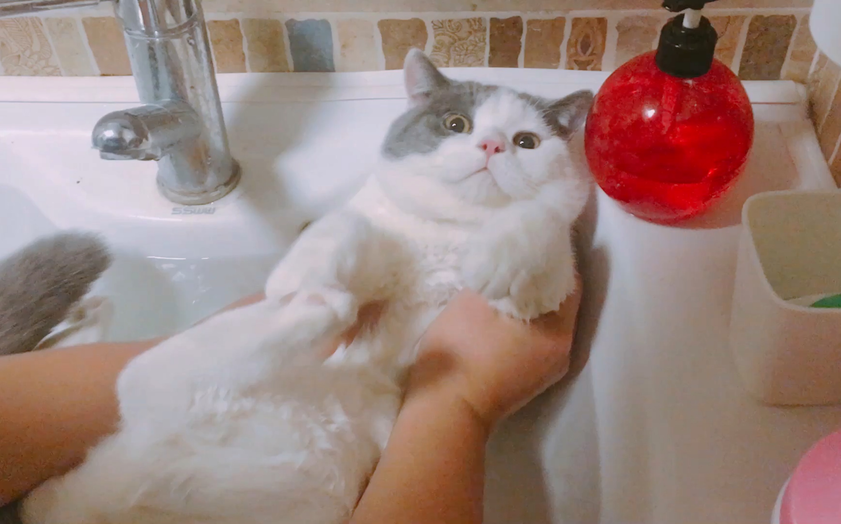 【湿身诱惑】在家第一次 给猫洗澡…我养的是只假猫?