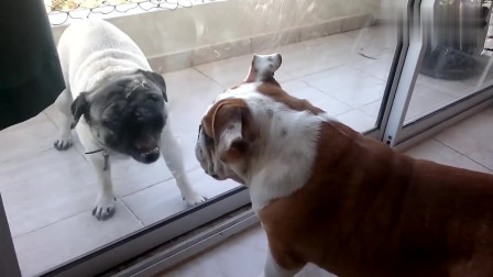被困在阳台的巴哥狗狗, 这 扒门的动作太逗了