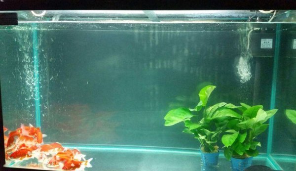 鱼缸加盐计算公式