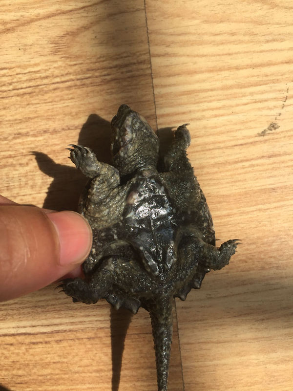 小鳄龟是不是生病了?这是腐皮了吗?怎么办呢?