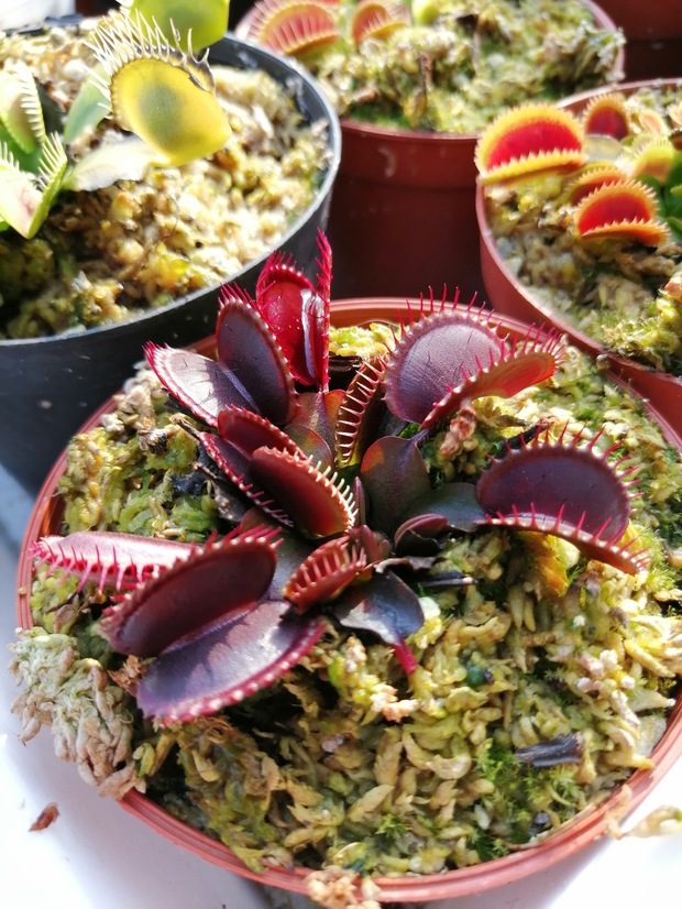 养红龙捕蝇草好还是养红食人鱼捕蝇草好?_360问答