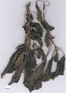 名称:紫苏叶 类别:解表药  拉丁:folium perillae 别名:苏叶 性味归经