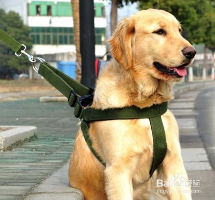 狗链子怎么套图解