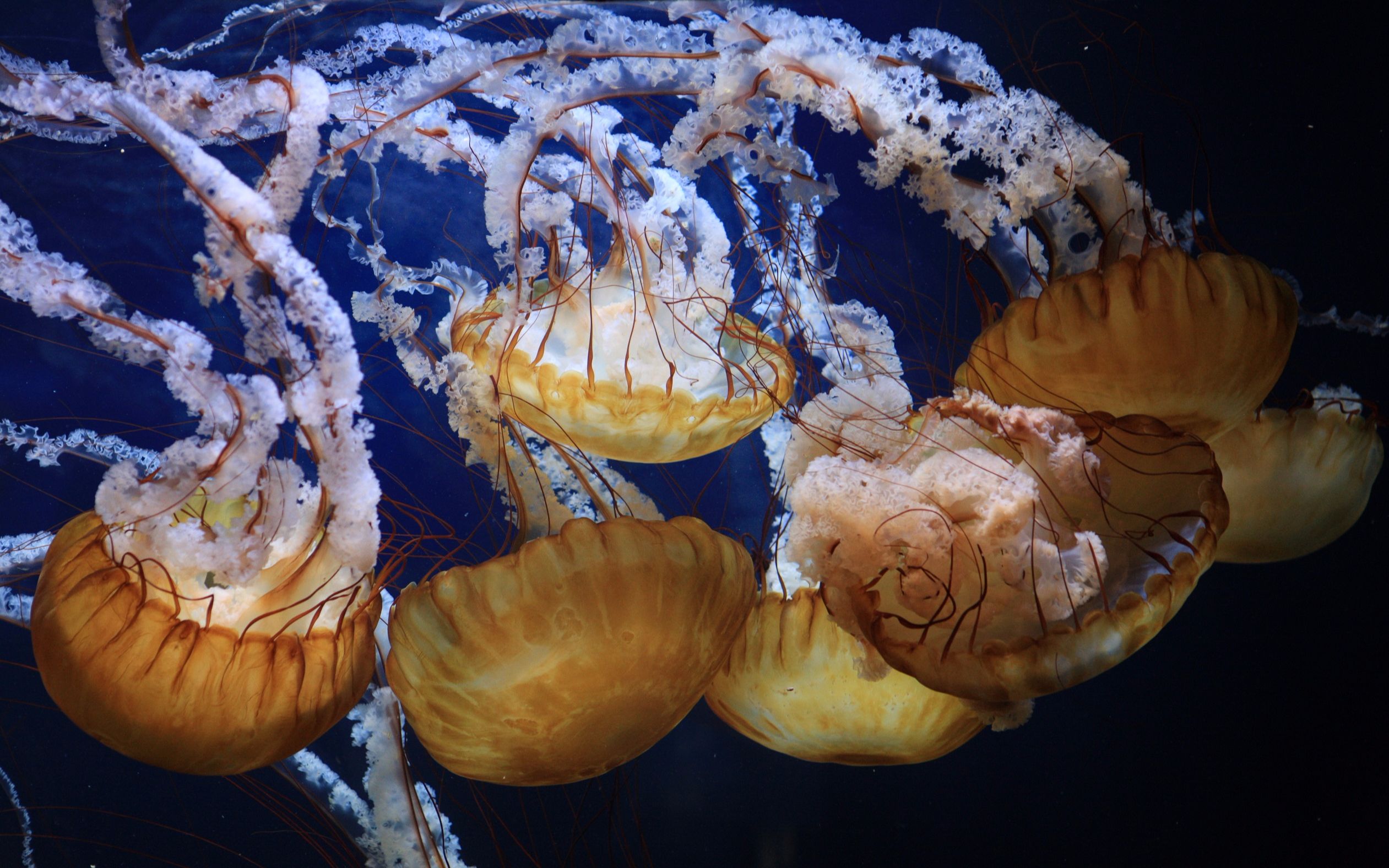 【海洋生物】太平洋黄金水母