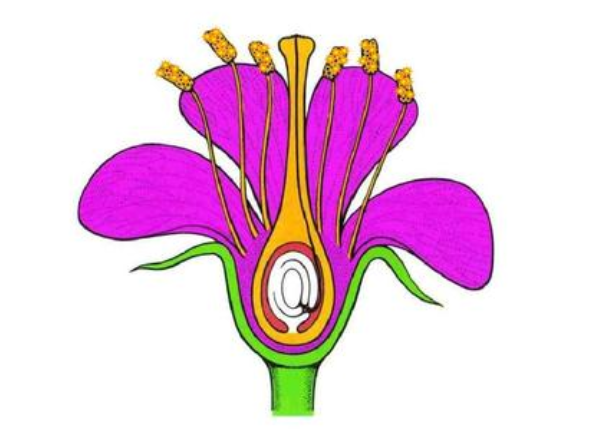 雄蕊是由______和______组成的