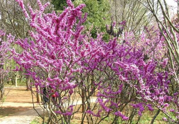 有一种花树,开花是玫红色的,从下到上都开花,是什么花?