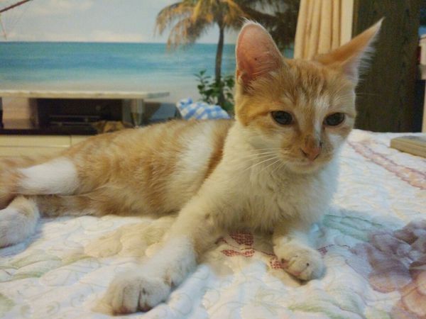 昨天收养的流浪猫 喂它吃了点狗粮 今天早上居