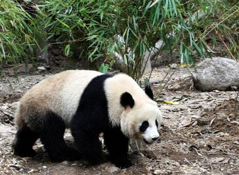 大熊猫"和盛"为什么会在野化放归期间死亡?