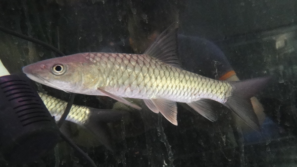 hollandi  , 俗称 青棍,坑坚,光眼鱼,黄娟鱼,粗鳞鱼,军鱼,砖鱼,河坚鱼