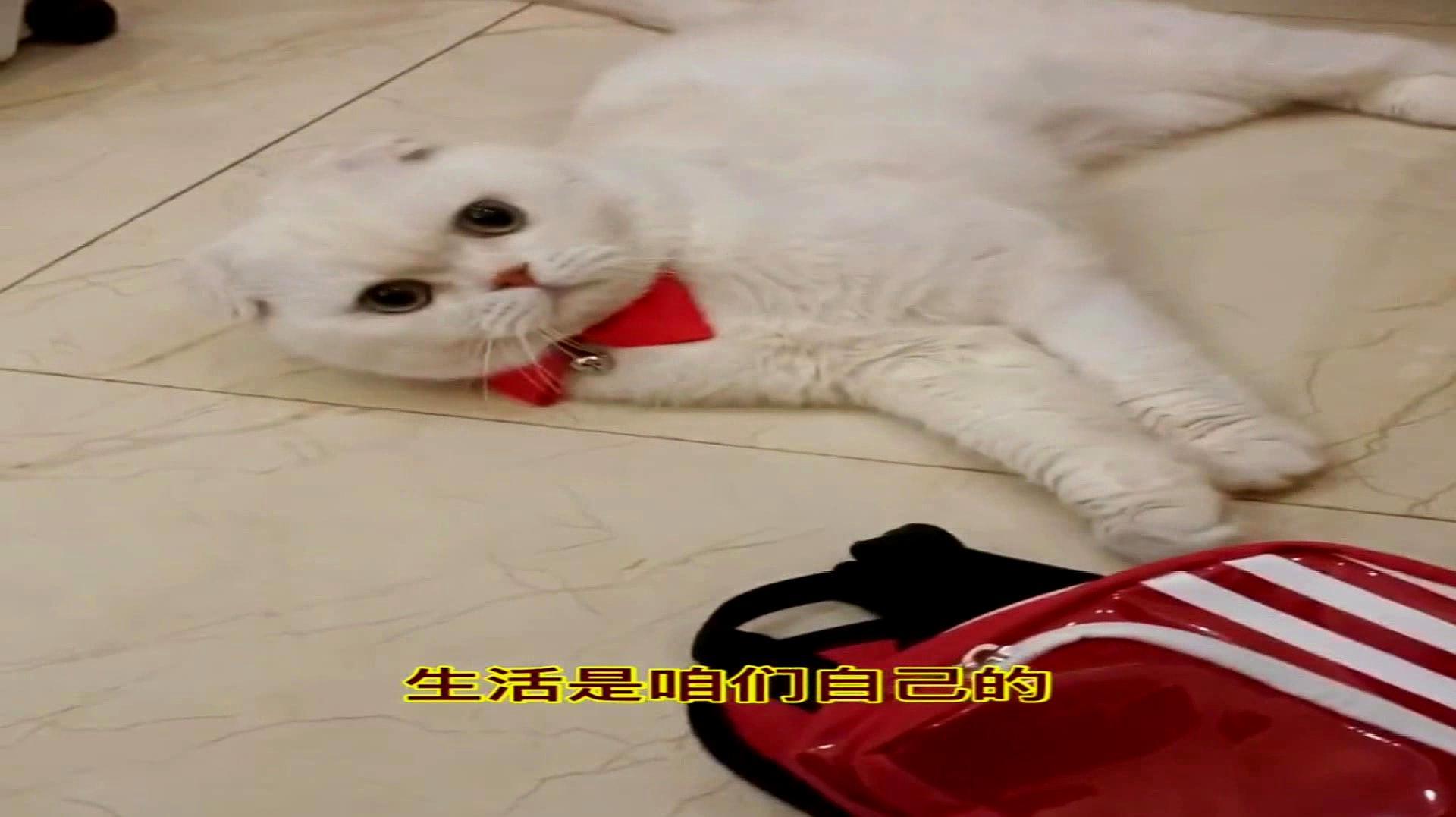 二豆在学校学会攀比,妈妈语重心长的教育他,结果却是对牛弹琴!