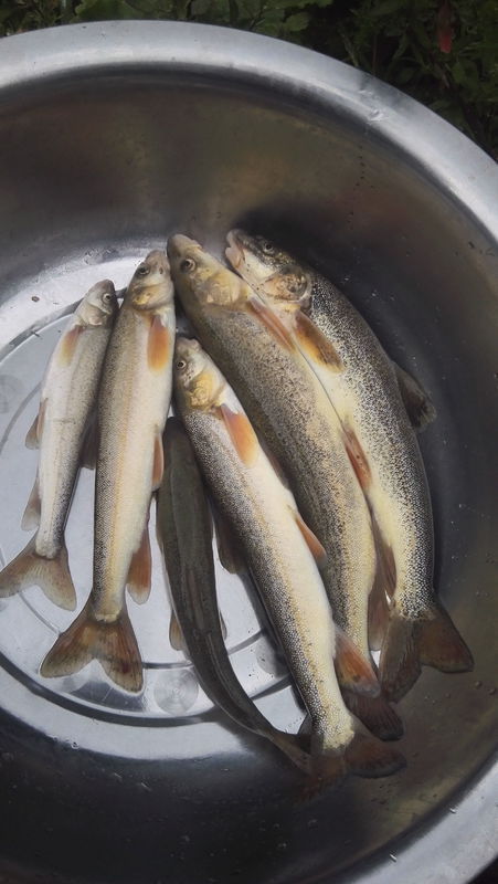 请问这是什么鱼?