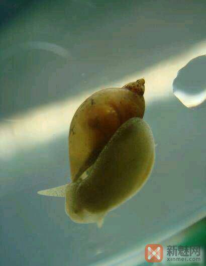 这是什么蜗牛,在鱼缸里吃什么