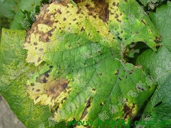 夏黑葡萄叶子上总是出现这个问题,打了几次药