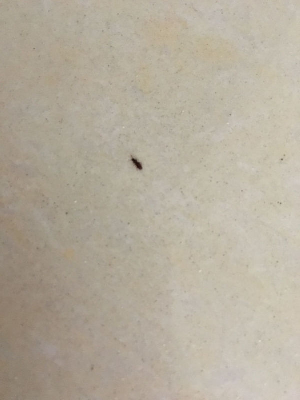 这是什么虫子,席子上有,身上被咬的痒死了。