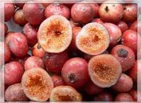 四川什么地方有人工种植的野地瓜