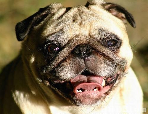 广东话烚熟狗头是什么意思形容人怎样