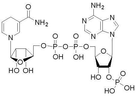 NADPH的构成?组成元素?