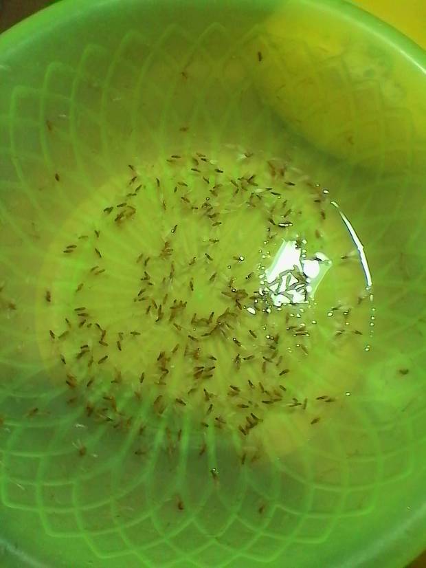 水蚁幼虫图片