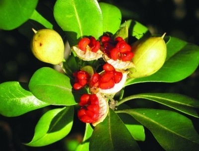 什么植物果实成熟时裂开成三瓣或四瓣