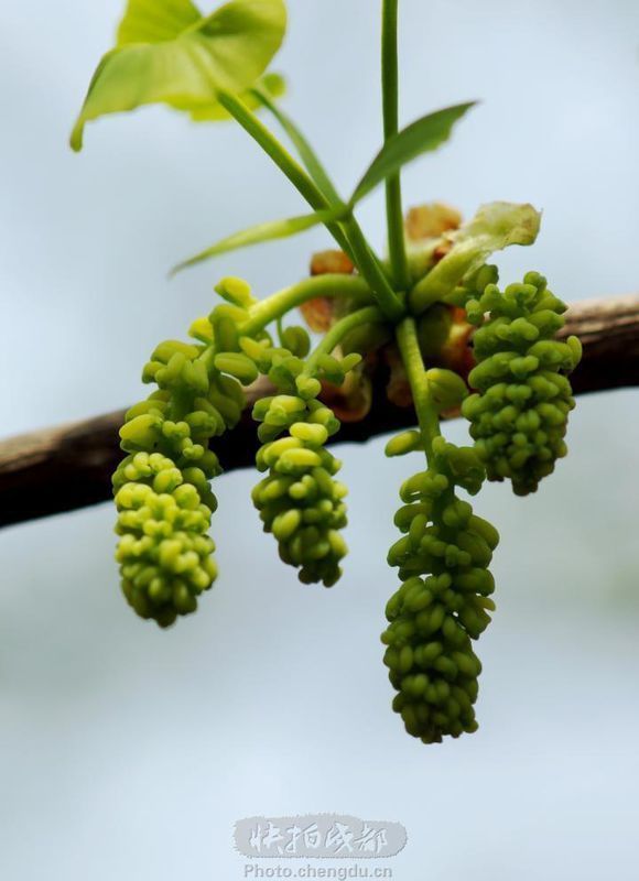 銀杏樹分公母,公樹開花,母樹結果.