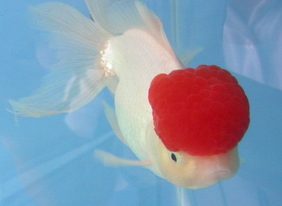 头上有个红帽子的鱼是什么金鱼?