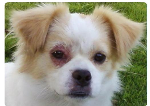 而你说的那些症状,跟犬瘟症状很相似.